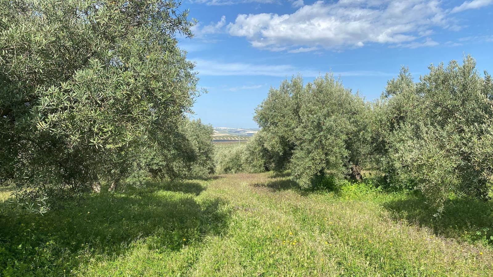 Andalusischer Olivenhain bei Espejo im goldenen Licht