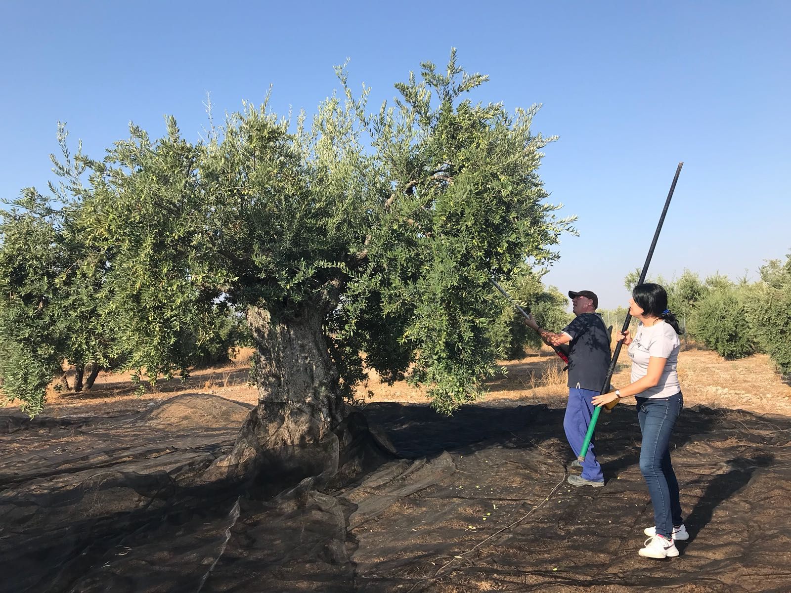 Olivenernte in Andalusien